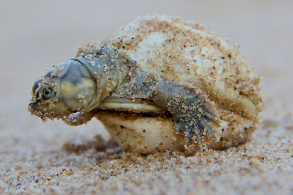 Photos: mass turtle hatching produces over 200,000 babies 0211.3. IMG 5036 %28small%29.600