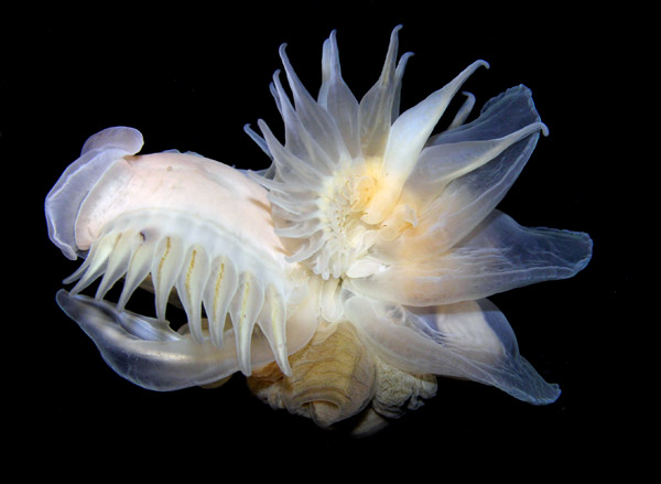 The extremely fragile parchment worm lives in a banana-shaped burrow in marine sediment, which is essentially an extension of its own body. Photo by: © Arthur Anker