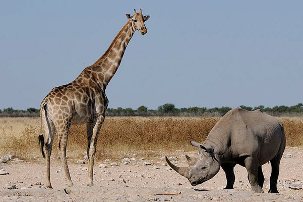 A black rhino and giraffe in Namibia's Ethosha National Park. It is here where Knowlton will hunt the selected rhino. Photo by: Brocken Inaglory