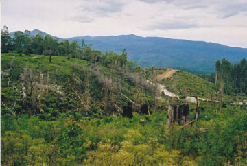 Clearcut logging in Styx Valley, Tasmania. A number of high profile boycotts have revolved around stores selling products made from old-growth forests in Tasmania. Photo by: TTaylor