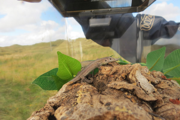 Sand lizard in terrarium. Chester Zoo's Act for Wildlife works with local species, such as sand lizards and dormice. Photo by: Act for Wildlife.