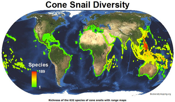 Map shows the regions with the most cone snail species. Map courtesy of Biodiversitymapping.org.