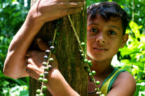 Acai Harvest. Here Jean de Souza climbs down with the harvest. Young boys usually harvest acai fruit from the tops of the tall Amazonian palms (Euterpe oleracea), Acre, Brazil. Acai palm is a very popular non-timber forest product across Brazil. Photo by Kate Evans for Center for International Forestry Research (CIFOR).