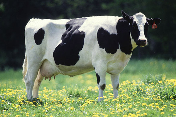 A few of the purported bigfoot hairs actually came from cows. Photo by: Keith Weller/USDA.