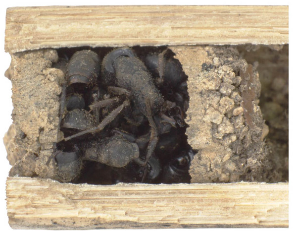 Close-up of the dead ant chamber. After killing the ants, the bone-house wasp encloses them in a cell. Photo courtesy of Staab et al.