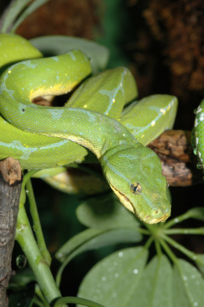 A green tree python (Morelia viridis). This resplendent species is found in Indonesia and Australia. Photo by: Dennis DeMello/WCS.