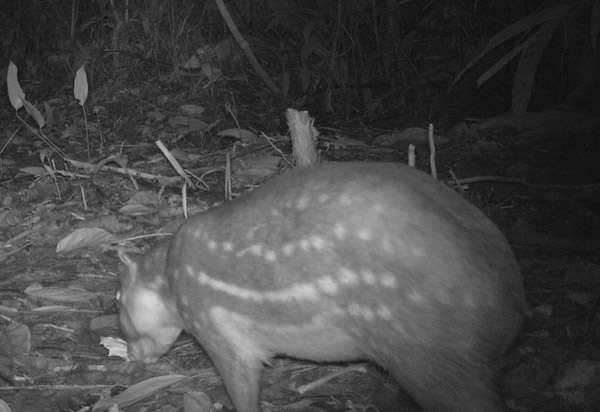 A paca on camera trap within the canal zone. Photo courtesy of Christopher Jordan.