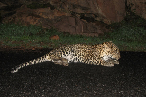 A leopard dying from being hit by vehicle. Photo by: Rajesh MS.