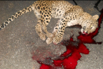 A leopard killed on the roadside by a vehicle. Photo by: Karnataka Forest Department.