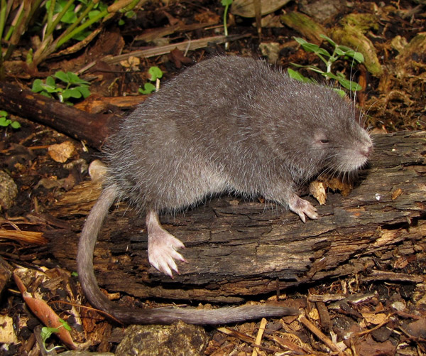 This new aquatic mammal has evolved to handle life in the cloud forest streams. Photo by: Alexander Pari.