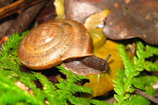 The new snail named after the struggle for same-sex marriage: Aegista diversifamilia. Photo by: Chih-Wei Huang.