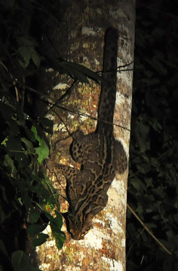 This marbled cat in Malaysian Borneo is at home in the trees. Extensive use of trees makes getting accurate counts of some small cats more difficult. Photo by: Johan Embréus.