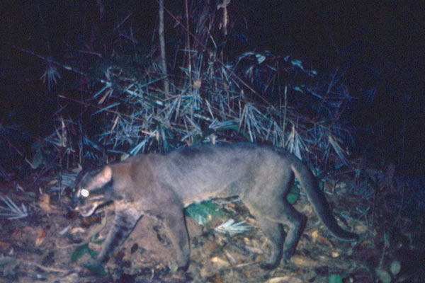 Another color morph of an Asiatic golden cat in Myanmar. Photo by: WCS Myanmar Program.