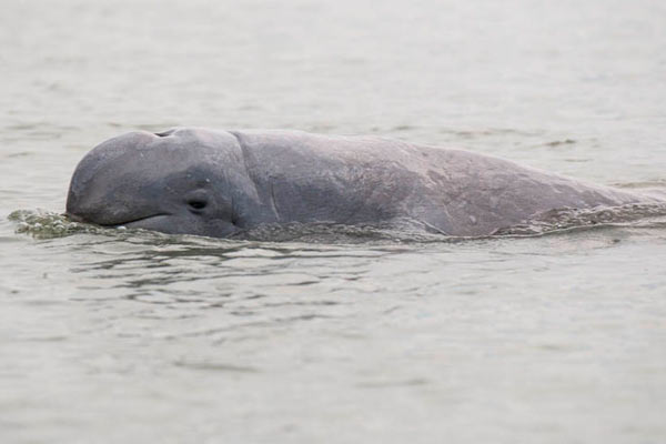 An Irrawaddy dolphin in Cambodia. Photo by: Stefan Brending