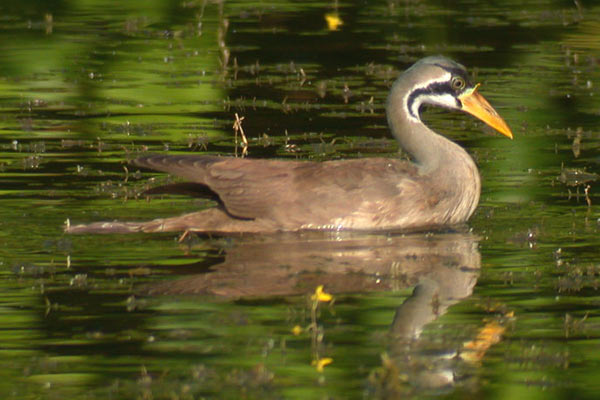 The masked finfoot is considered Endangered. Photo by: Tunpin.ong.