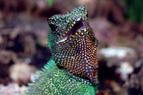 The red-throated wood lizard (Enyalioides rubrigularis) was described in 2009, but may go extinct if the Mirador mine goes ahead. Photo by: O. Torres-Carvajal et al.