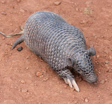 Meet Biofaces: the Facebook for wildlife enthusiasts