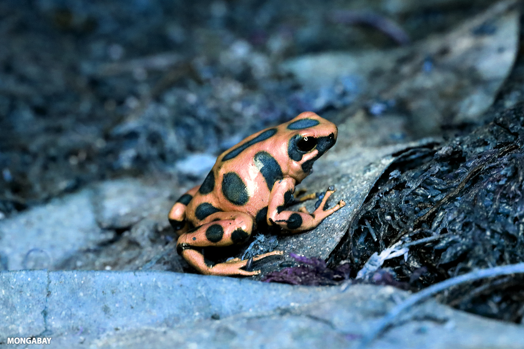 False color Dendrobates auratus dart frog