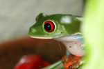 Red-eyed tree frog