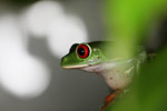 Red-eyed tree frog