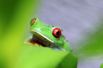 Red-eyed tree frog