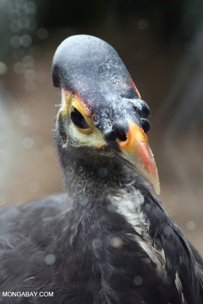 Maleo