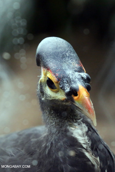 Maleo