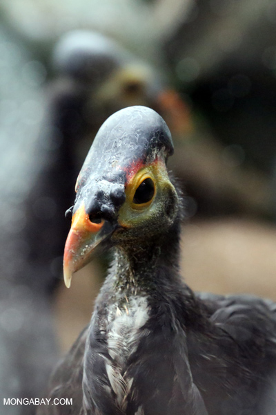 Maleo