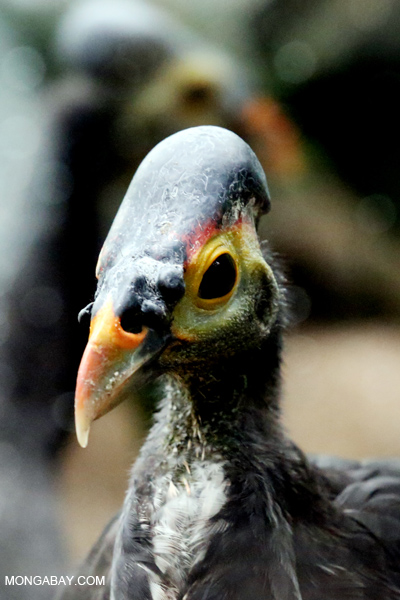 Maleo