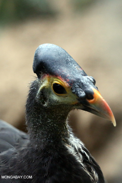 Maleo