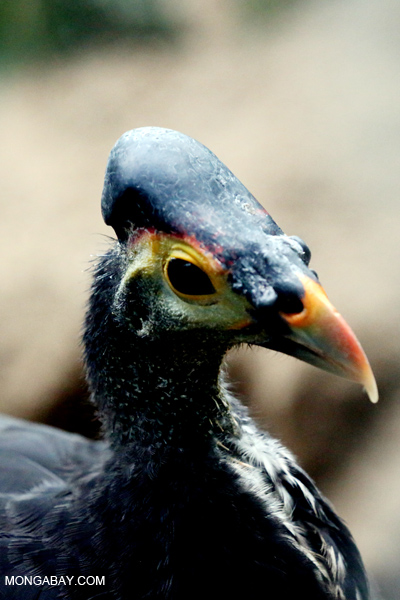 Maleo
