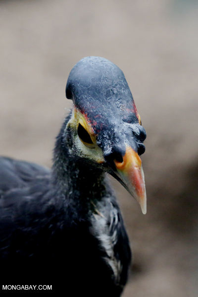 Maleo