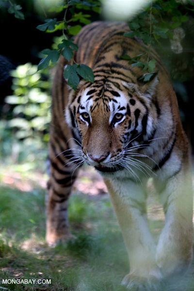 Malayan tiger
