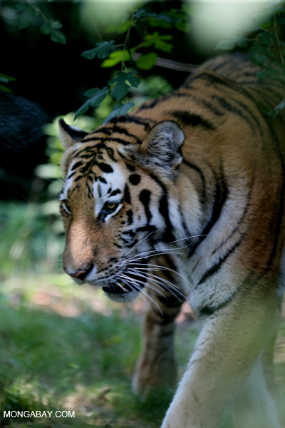 Malayan tiger