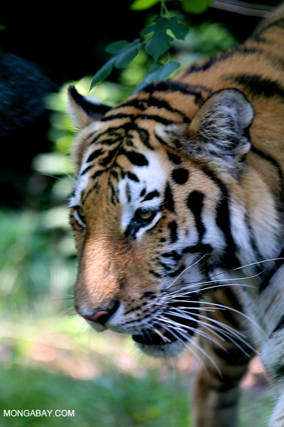 Malayan tiger (Panthera tigris jacksoni)