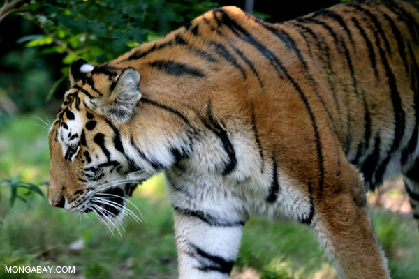 Malayan tiger
