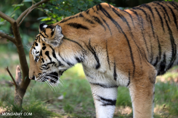 Malayan tiger (Panthera tigris jacksoni)