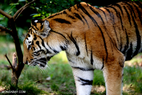 Malayan tiger