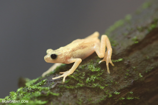Kihansi spray toad (Nectophrynoides asperginis)