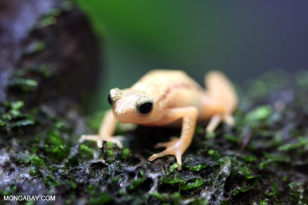 Extinct-in-the-wild Kihansi spray toad