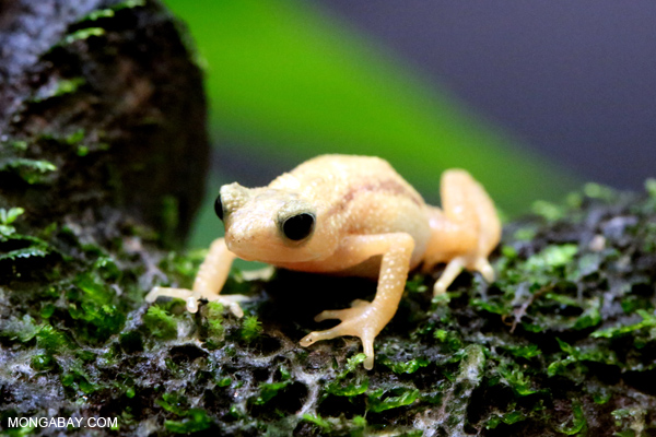 Extinct-in-the-wild Kihansi spray toad