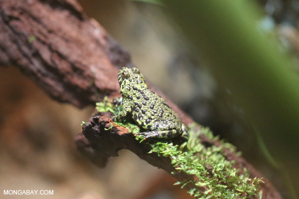 Tonkin Bug-eyed Frog (Theloderma corticale)