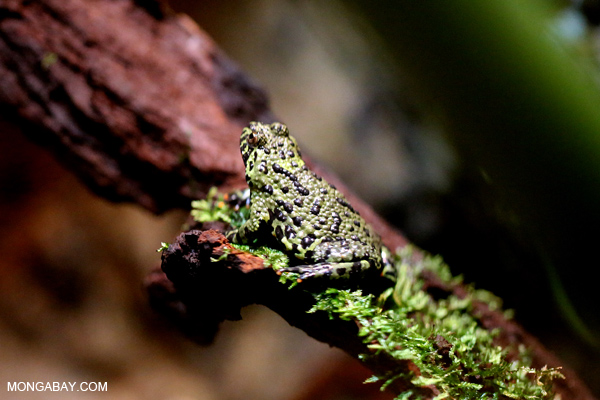 Vietnamese Mossy Frog (Theloderma corticale)