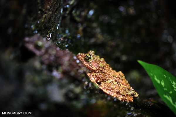 Tonkin Bug-eyed Frog