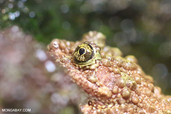Vietnamese Mossy Frog