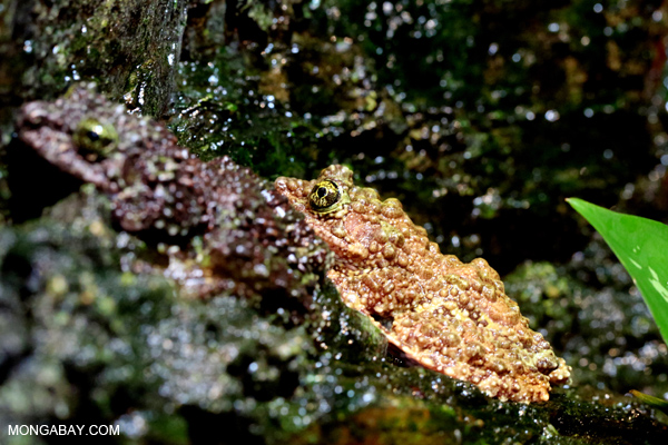 Vietnamese Mossy Frog (Theloderma corticale)