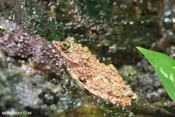 Tonkin Bug-eyed Frog (Theloderma corticale)