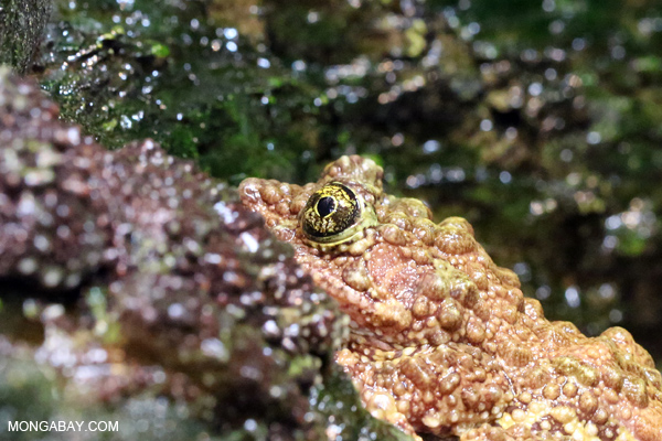 Vietnamese Mossy Frog (Theloderma corticale)