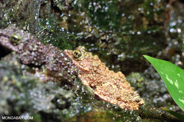 Tonkin Bug-eyed Frog