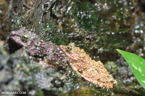 Vietnamese Mossy Frog
